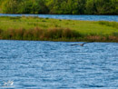 Grey Heron - Czapla Siwa